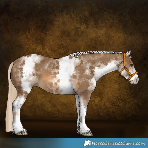 Horse Color:White Spotted Chocolate Palomino 