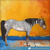 Horse Color:White Spotted Liver Red Roan 
