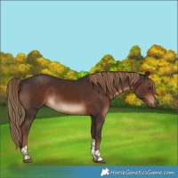 Horse Color:Liver Chestnut Tobiano 