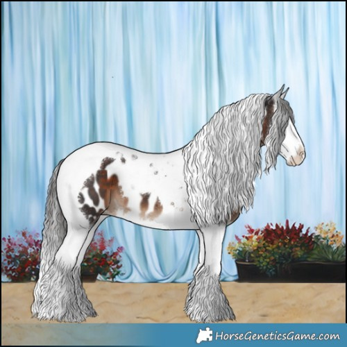 Horse Color:Brown Splash Tobiano Appaloosa 