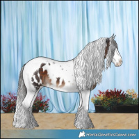 Horse Color:Brown Splash Tobiano Appaloosa 