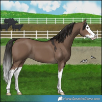Horse Color:Liver Red Dun Splash 