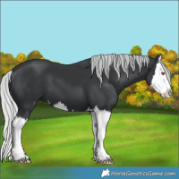 Horse Color:Silver Black Chinchilla Splash 