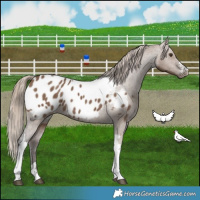 Horse Color:Liver Red Dun Tobiano Appaloosa 