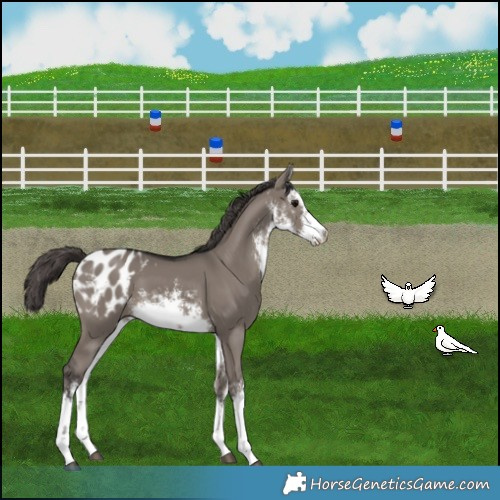 Horse Color:White Spotted Smoky Grullo Blanket 