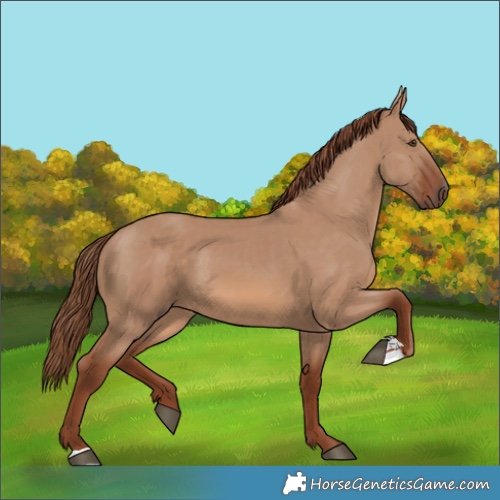 Horse Color:Red Dun 
