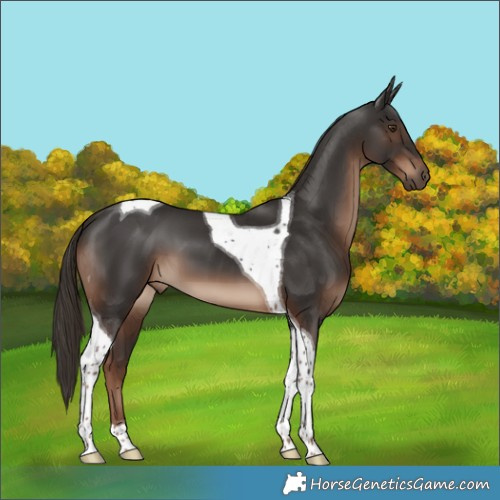 Horse Color:Liver Chestnut Tobiano 