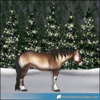 Horse Color:Liver Red Onyx Sabino Rabicano 