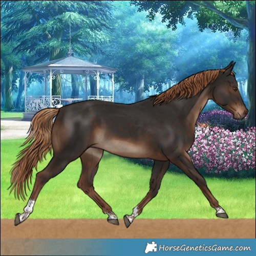 Horse Color:Liver Chestnut Tobiano Rabicano 