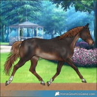 Horse Color:Liver Chestnut Tobiano Rabicano