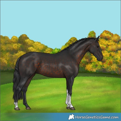 Horse Color:Brown Tobiano 