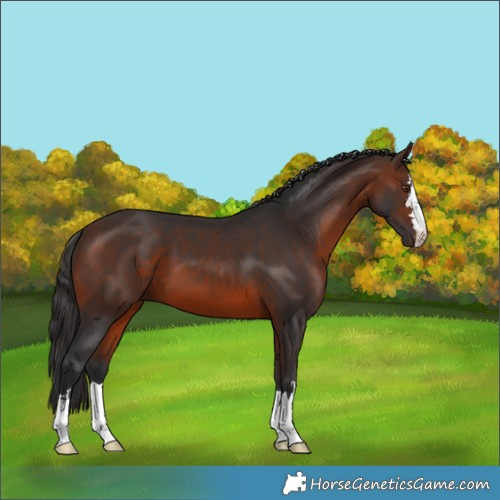 Horse Color:Brown 