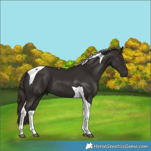Horse Color:Liver Chestnut Tobiano 