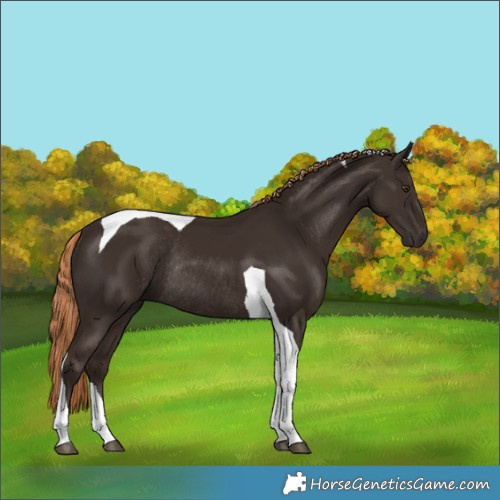 Horse Color:Liver Chestnut Tobiano Rabicano 