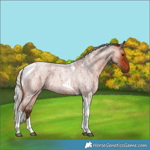 Horse Color:Silver Bay Roan Tobiano 