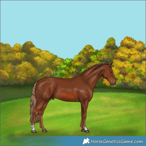 Horse Color:Chestnut 