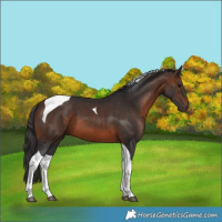 Horse Color:Brown Tobiano 