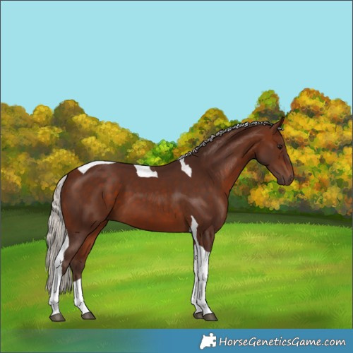 Horse Color:Silver Bay Tobiano