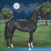Horse Color:Black 