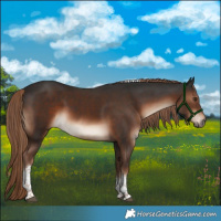 Horse Color:Liver Chestnut Tobiano 