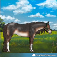 Horse Color:Liver Chestnut Tobiano 