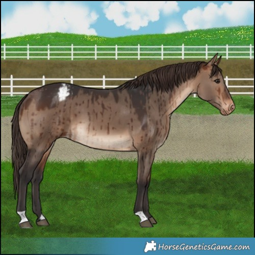 Horse Color:Brown Dun Varnish Brindle 