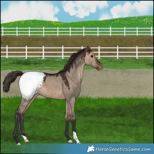 Horse Color:Brown Dun Appaloosa 