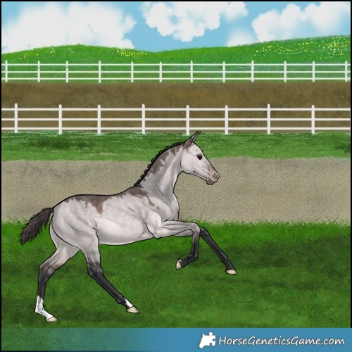 Horse Color:Platinum Brown Dun Varnish 