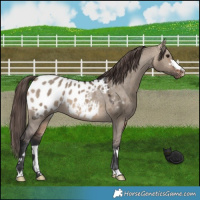 Horse Color:Brown Dun Appaloosa 