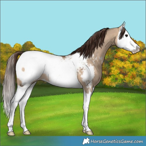 Horse Color:Brown Dun Splash Snowcap 