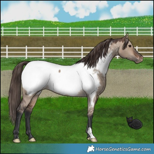 Horse Color:Brown Dun Appaloosa 