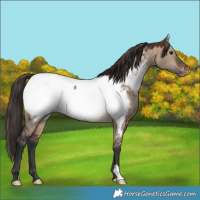 Horse Color:Brown Dun Appaloosa