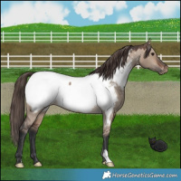 Horse Color:Brown Dun Appaloosa 