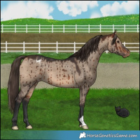 Horse Color:Bay Dun Appaloosa Brindle 
