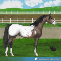 Horse Color:Brown Dun Sabino Snowcap