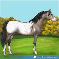 Horse Color:Brown Dun Sabino Appaloosa 