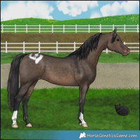Horse Color:Brown Dun Appaloosa 
