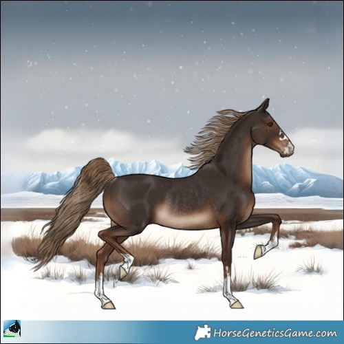 Horse Color:Liver Chestnut Rabicano