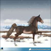 Horse Color:Liver Chestnut Rabicano 
