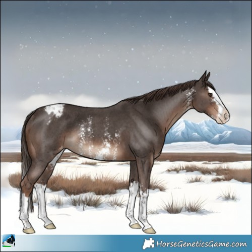 Horse Color:Liver Chestnut Sabino Splash Appaloosa Rabicano 