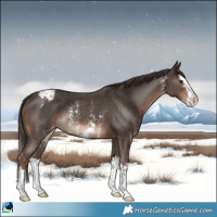 Horse Color:Liver Chestnut Sabino Splash Appaloosa Rabicano 