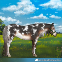 Horse Color:White Spotted Liver Chestnut