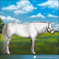 Horse Color:Gray White Spotted Liver Chestnut