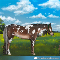 Horse Color:White Spotted Liver Chestnut