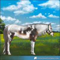 Horse Color:White Spotted Liver Chestnut Tobiano 
