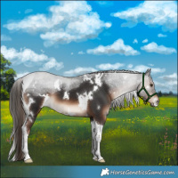 Horse Color:White Spotted Liver Chestnut Tobiano 