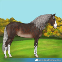 Horse Color:Silver Brown