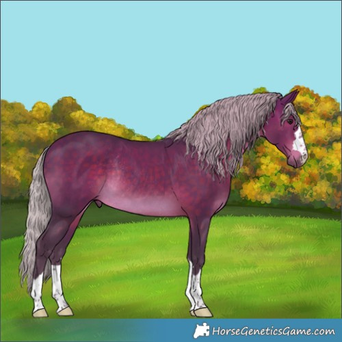 Horse Color:Silver Brown Rabicano 