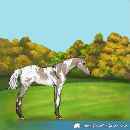 Horse Color:White Spotted Silver Brown Dun Appaloosa 