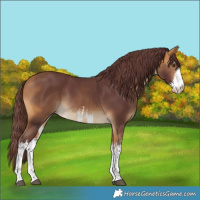 Horse Color:White Spotted Chocolate Buckskin Rabicano 